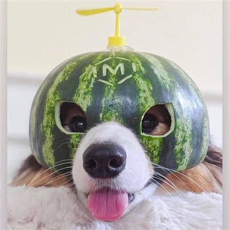 Psbattle This Dog Eating A Melon In A Melon Helmet Rphotoshopbattles