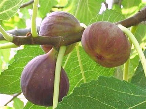 2 Brown Turkey Fig Trees Live Starter Plants Large Figs