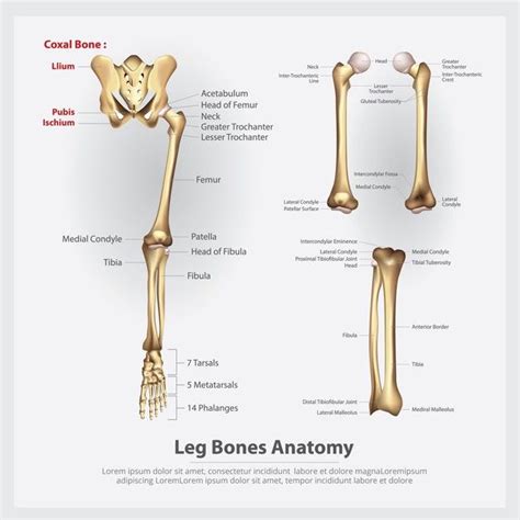 Download Human Anatomy Leg Bones Vector Illustration for free | Human