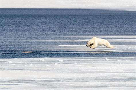 Wildlife In Norway Your Guide To Wildlife Watching In Norway