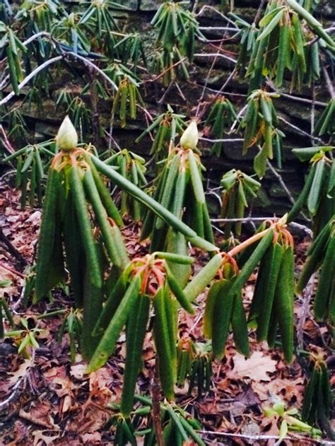Covering plants with burlap can also protect plants from winter burn, a damaging condition caused by a combination of winter sunlight and depleted soil moisture. Zone Five and a Half: What Not to Wear for Winter Shrubs ...