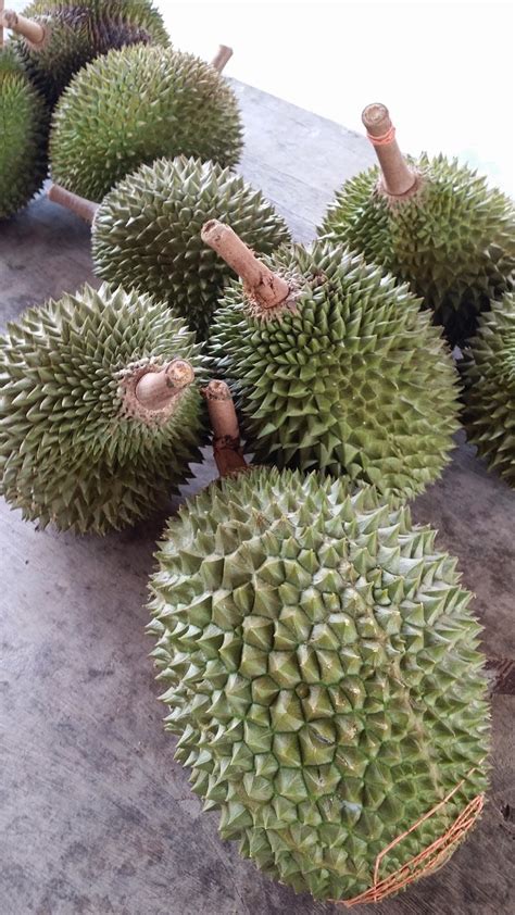 We facing the same problem also. Welcome to 1malaysia Musang King Durian orchard farm ...