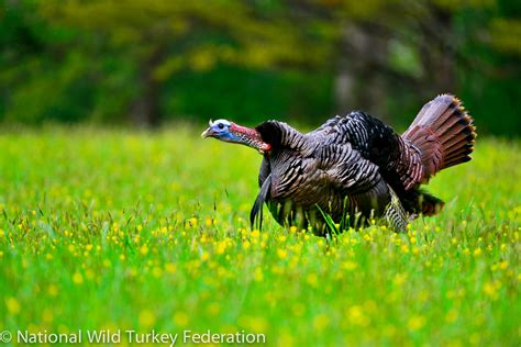Return Of The Native Wild Turkey—setting Sustainable Harvest Targets