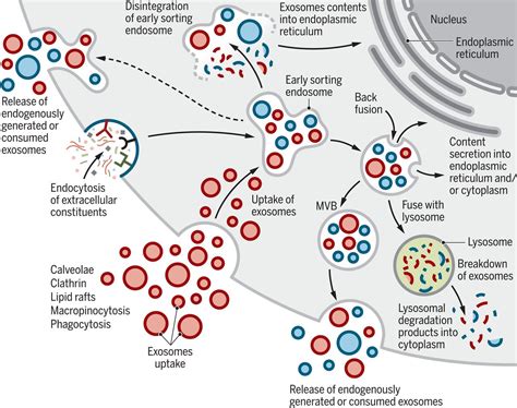 The Biology Function And Biomedical Applications Of Exosomes Science
