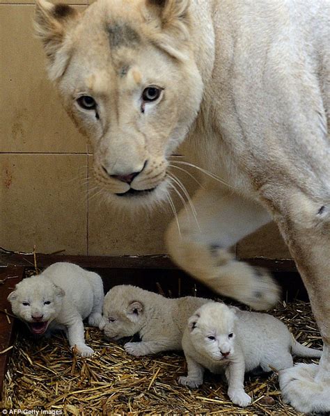 Newborn White Lion Triplets Take First Steps In New World Daily Mail