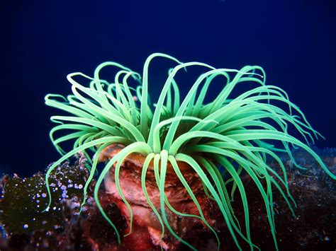 Sea Anemones Actiniaria
