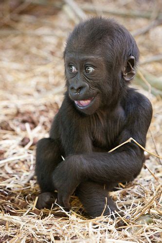 Baby Gorilla Shambe At Artis Zoo Amsterdam The Netherlands Photo