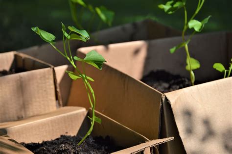 Planting Sweet Potatoes In A Cardboard Box A Rural Girl Writes