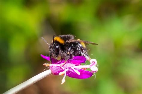 Premium Photo The Large Garden Bumblebee Or Ruderal Bumblebee Bombus