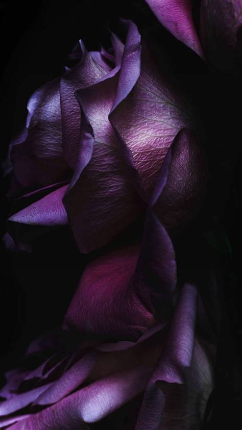 Pure Elegant Rose Flower Macro Iphone 8 Wallpapers Free Download