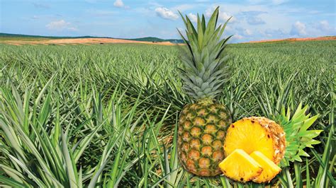 Downstreaming division of malaysian pineapple industry board (mpib) are on the right track achieving their short and long term goals; About Us | RIPI