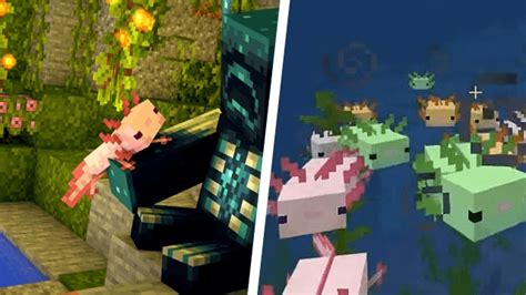 Minecraft How To Tame An Axolotl Gamerevolution