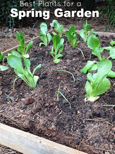 Early Spring Garden Vegetables To Plant Now Easy Garden Backyard