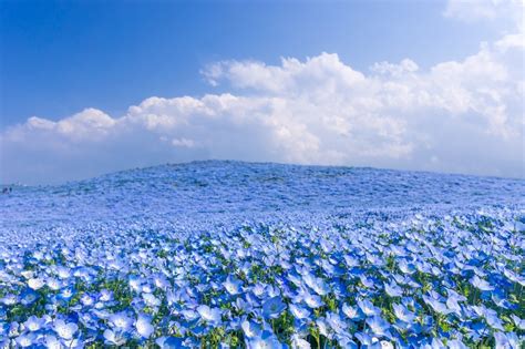 Field Full With Blue Flowers Wonderful Nature Wallpaper Hd Wallpapers Hd Backgroundstumblr