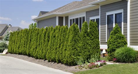 a natural arborvitae hedge row as a fence outdoor decor green fence backyard