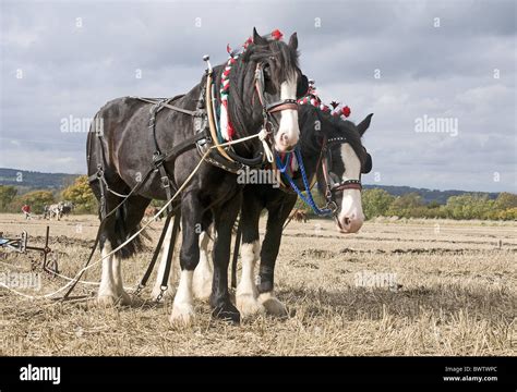 Shire Horse Two Adults Working Team Ploughing Stock Photo Alamy