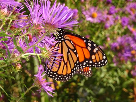 95 Monarch Glass Slipper Butterfly Bush By Doodle