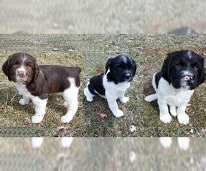 Two are black and white and seven are liver and white. View Ad: English Springer Spaniel Litter of Puppies for ...