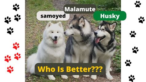 Samoyed Vs Husky Vs Malamute Animal Pet Youtube