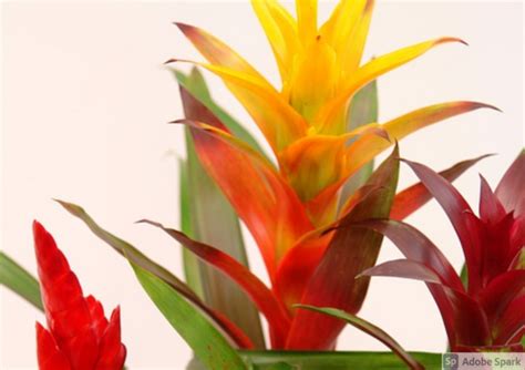 How To Grow And Care For A Bromeliad Plant Indoors Indoor Gardening