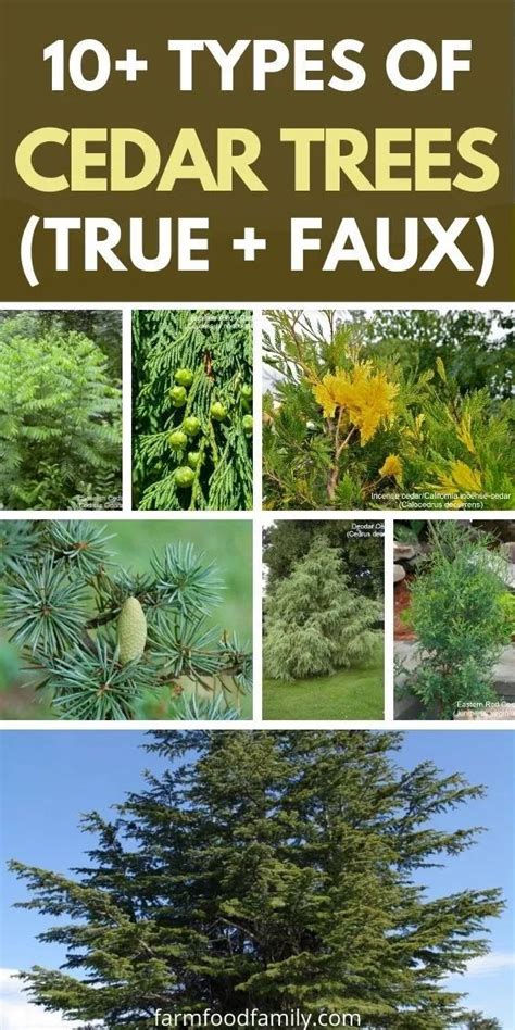 10 Different Types Of Cedar Trees And Wood With Identification