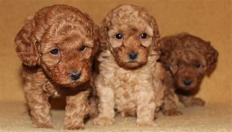 72 Female Poodle Dog Names The Paws