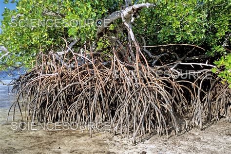 Mangrove Stilt Roots Stock Image Science Source Images