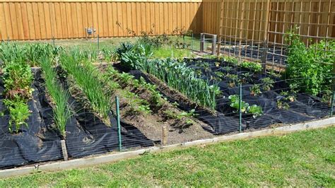 Spring Vegetable Gardening In April With Crazy Texas Weather Youtube