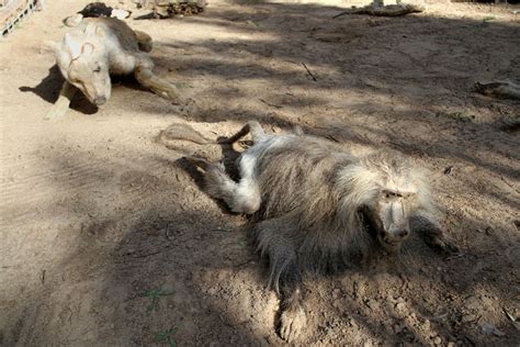 Dead Animals Found In A Zoo On The Gaza Strip Mirror Online
