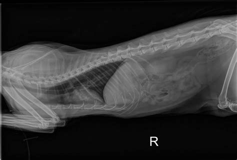 Cat X Ray Pictures