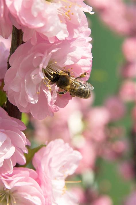 Pollination 4 Free Photo Download Freeimages
