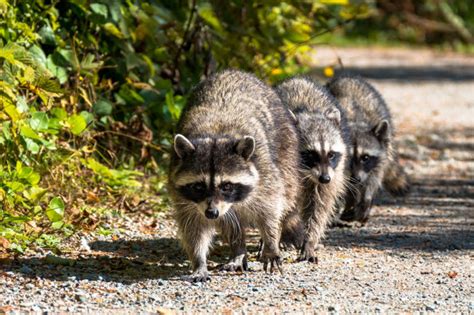 Control Of American Mink Raccoon Dog And Raccoon In Denmark Face