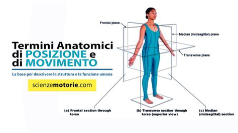 I Termini Anatomici Di Movimento E Posizione Sono La Base Per