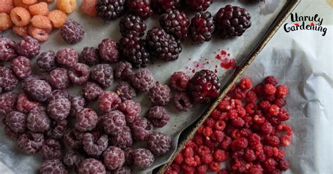 How To Freeze Summer Berries Unruly Gardening