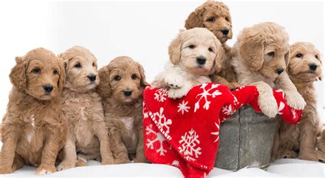 F1 standard labradoodle puppies from a champion bloodline. How Much Does a Labradoodle Dog Cost? - Labradoodles & Dogs