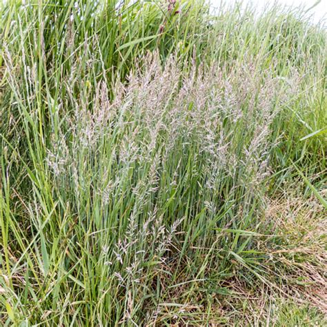 Schedonorus Pratensis Meadow Fescue Poaceae Coastal Pa Flickr