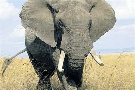 Elephant | ferrebeekeeper