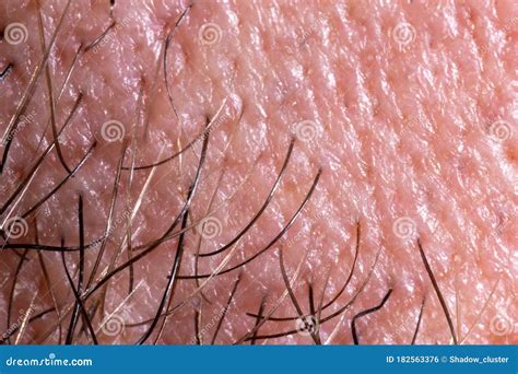 Human Skin Texture With Pores And Hair Stock Photo Image Of Hairs Close