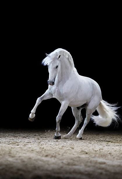White Horse Rearing Stock Photos Pictures And Royalty Free Images Istock