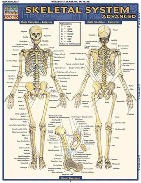 Long bones are mostly located in the appendicular skeleton and include bones in the lower limbs (the tibia, fibula, femur, metatarsals, and phalanges) and bones in the upper limbs (the humerus, radius, ulna. BarCharts Skeletal System: Advanced Quick Study Guide ...