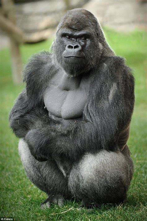 Silverback Gorilla Looking Like A Boss Silverback Gorilla Zoo