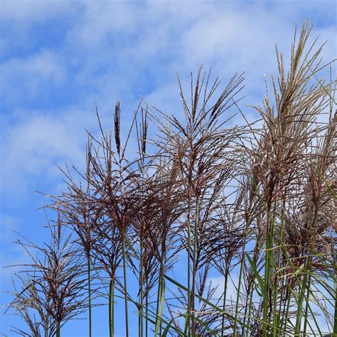 Reed Grasses Plants Free Photo On Pixabay Pixabay