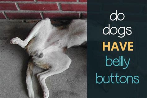 Do Animals Have Belly Buttons Do Dogs Have Belly Buttons Daily Dog