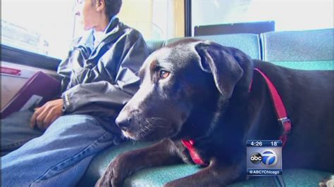 Dog Rides Bus Alone To Dog Park In Seattle Abc7 Chicago