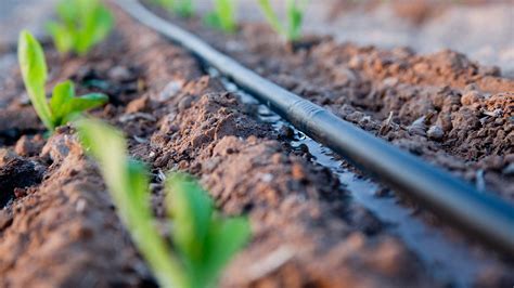 Drip Irrigation The Pros And Cons Fms