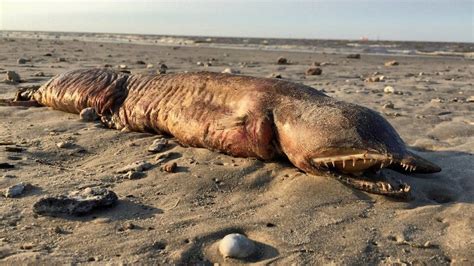 Fanged Creature Found On Texas Beach After Hurricane Harvey Bbc News