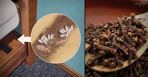 11 remedios caseros para deshacerse de los chinches de la cama