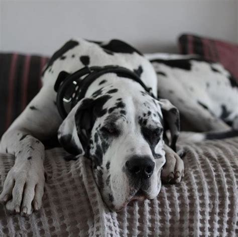 15 Reasons Why You Should Never Own Great Danes Artofit