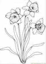 Coloring Narcissus Flowers Pages Color Coloringpages101 sketch template