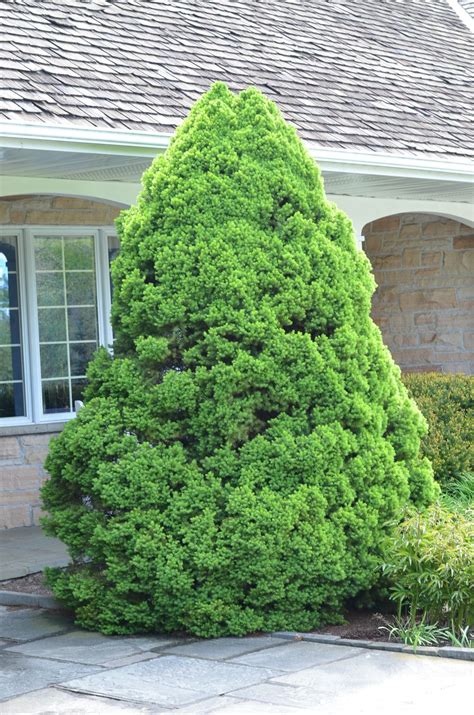 Photo Of The Entire Plant Of Dwarf Alberta Spruce Picea Glauca Var
